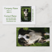 Carte de visite australien de photo de berger (Devant / Derrière)