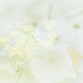 Carte de visite avec design macrofloral