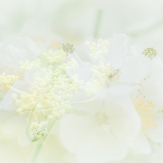 Carte de visite avec design macrofloral