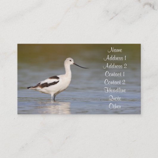 Carte De Visite Avocet américain blanc (Devant)