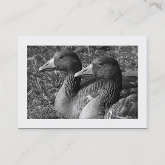 Carte De Visite B&W d'oies grises (bordées) (Devant)