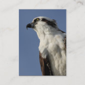 Carte De Visite balbuzard (Dos)