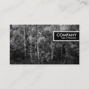 Carte De Visite Balise de bord - Arbres à bouleau d'argent B&W