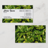 Carte De Visite Bande centrale 037 - Laurel tacheté (Devant / Derrière)