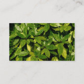 Carte De Visite Bande centrale 037 - Laurel tacheté (Dos)