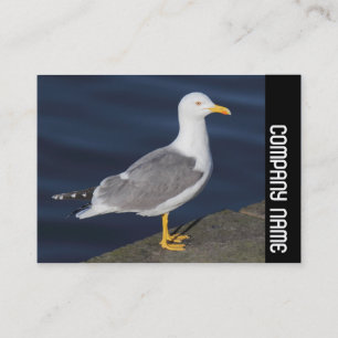 Carte De Visite Bande latérale - Goéland à pattes jaunes