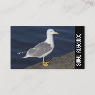 Carte De Visite Bande latérale - Goéland leucophée