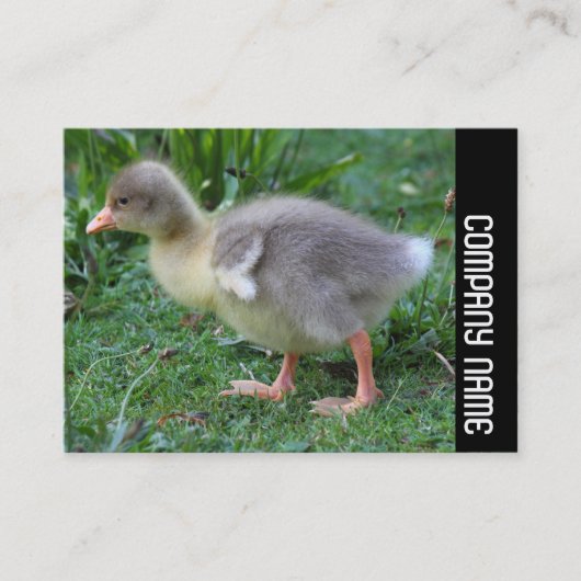 Carte De Visite Bande latérale - Gosling 02 (Devant)