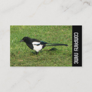 Carte De Visite Bande latérale - Magpie européenne