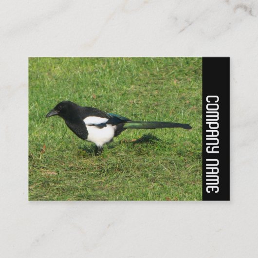 Carte De Visite Bande latérale - Magpie européenne (Devant)