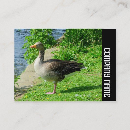 Carte De Visite Bande latérale - Oie grisette (Devant)