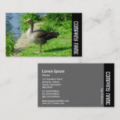 Carte De Visite Bande latérale - Oie grisette (Devant / Derrière)