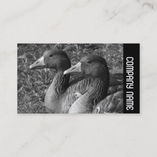 Carte De Visite Bande latérale - Oies cendrées N&B