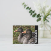 Carte De Visite Bande latérale - Oies grises (Debout devant)