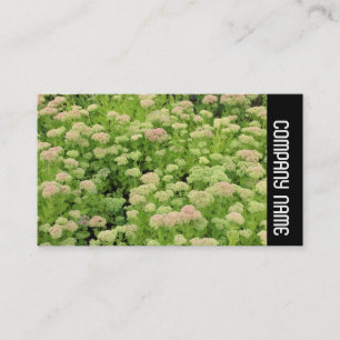 Carte De Visite Bande latérale - Sedum (Joie d'Automne)