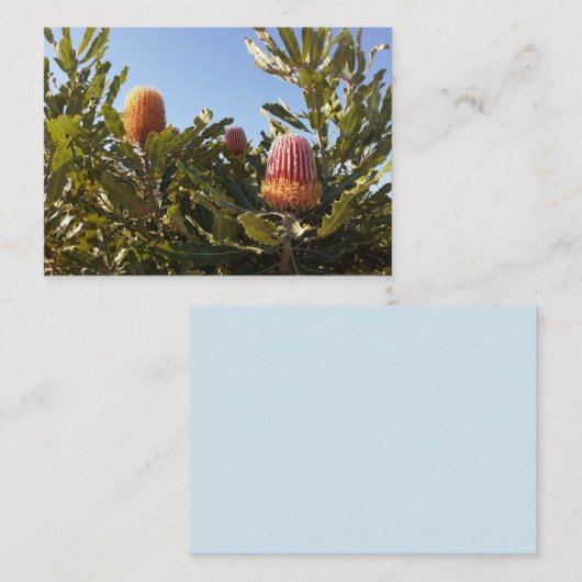 Carte De Visite Banskia australienne fleurit (Devant / Derrière)