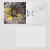 Carte De Visite Baril Cactus Plante Fishhook Jaune (Devant / Derrière)