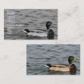 Carte De Visite Beau canard de Mallard (Devant / Derrière)