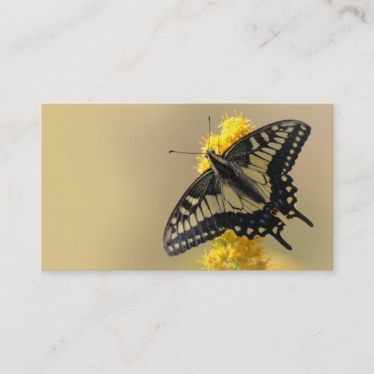 Carte De Visite Beau papillon anis Swallowtail au soleil (Devant)