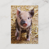 Carte De Visite Bébé mignon Animaux de la ferme des porcs Barnyard (Dos)