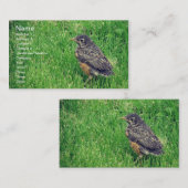 Carte De Visite Bébé Rouge-gorge (Devant / Derrière)