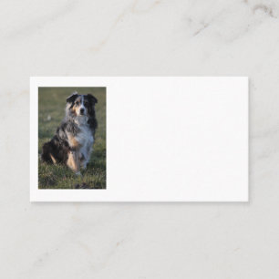 Carte De Visite Berger Américain Miniature Blue Merle Assis