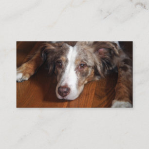 Carte De Visite berger australien merle rouge pondre plat