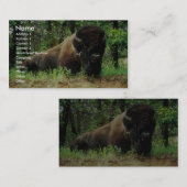 Carte De Visite Bison (Devant / Derrière)