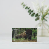 Carte De Visite Bison (Debout devant)