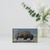 Carte De Visite Bison (Debout devant)