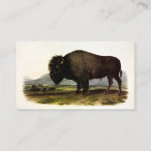 Carte De Visite Bison américain, ou bison (bison) - Audubon (Dos)