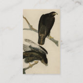 Carte De Visite Black Warrior (Buse à queue rouge) d'Audubon Birds (Dos)