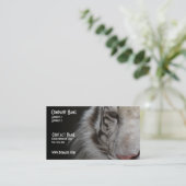 Carte de visite blanc de tigre (Debout devant)