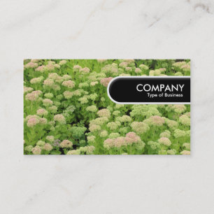 Carte De Visite Bord arrondi Tag - Sedum (Joie d'Automne)