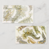 Carte De Visite Boues de mer par Ernst Haeckel, Nudibranchia Vinta (Devant / Derrière)