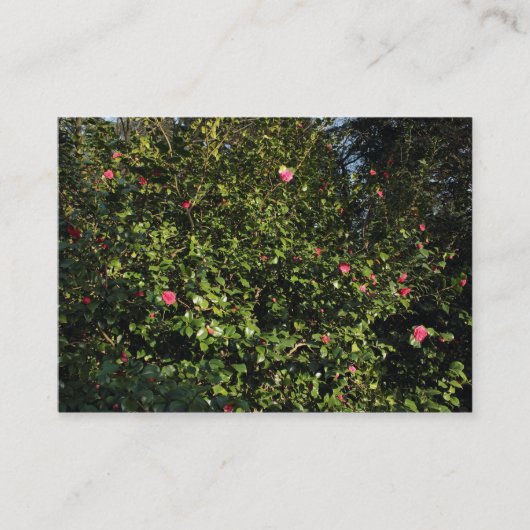 Carte De Visite Buisson de camélia rouge (Devant)