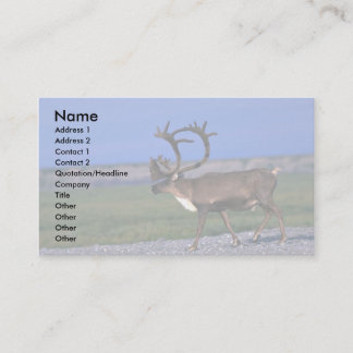 Carte De Visite Bull de caribou