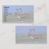 Carte De Visite Bull de caribou (Devant / Derrière)