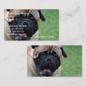 Carte De Visite Bullmastiff mignon (Devant / Derrière)