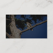 Carte De Visite Buse à queue rousse, immature (Dos)