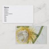 Carte De Visite Cactus : Cierge, Plantae Selectae" 175 de Trew de (Devant / Derrière)
