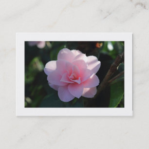 Carte De Visite Camellia Rose (Bordé)