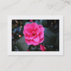 Carte De Visite Camellia Rose (Bordé)
