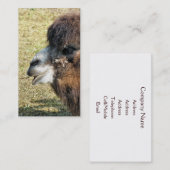 CARTE DE VISITE CAMELS (Devant / Derrière)
