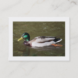 Carte De Visite Canard à colle (Bordé)