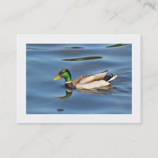Carte De Visite Canard à colle (Bordé) (Devant)