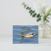 Carte De Visite Canard colvert (Debout devant)