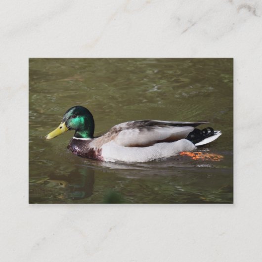 Carte De Visite Canard colvert (Devant)