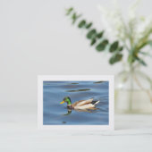 Carte De Visite Canard colvert (bordé) (Debout devant)