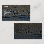 Carte De Visite Canards pilets (Devant / Derrière)